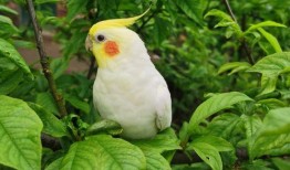 玄凤鹦鹉爆料视频,揭秘鹦鹉界的秘密生活